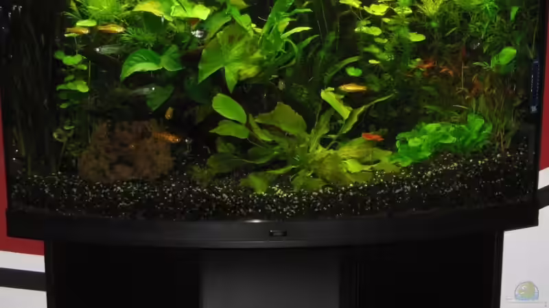 Außenanischt 08.08.09 von Danne86 (2)