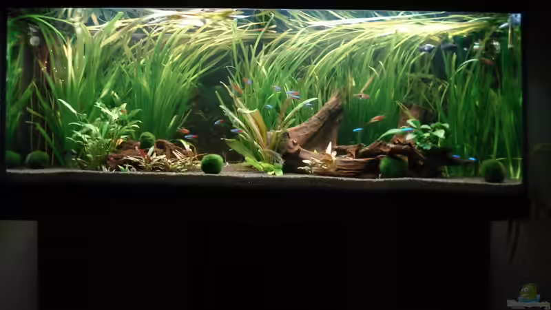 Außenansicht 14.12.09 von Picard (3)