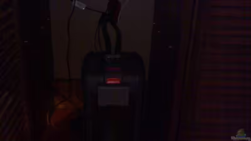 Außenfilter : Eheim professionell 3 (leider ein wenig dunkel) von Julie (6)