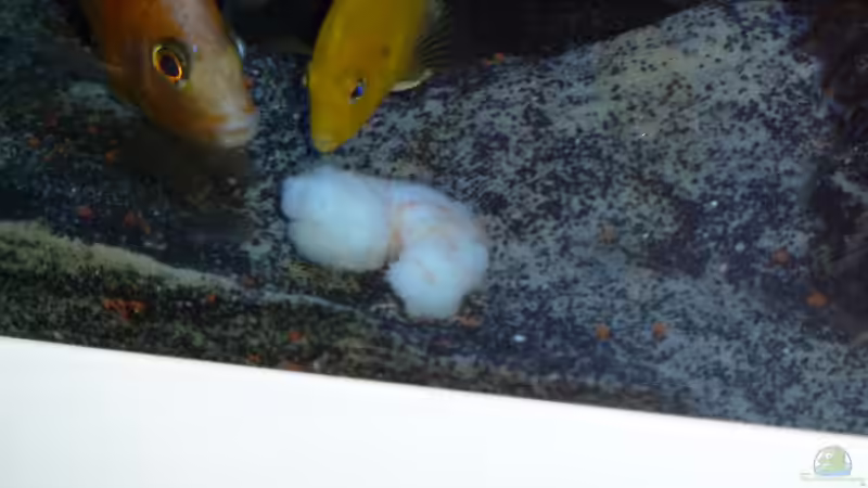 Außer uns, hat es Keiner gesehen von Couro (69)