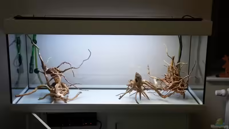 Außer Wurzeln noch nichts im Becken (Alt) von Skalarjoe (18)