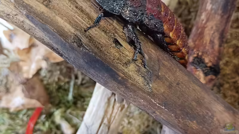 Außergewöhnliche Terraristik I: Gromphadorhina portentosa