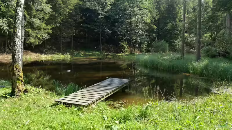 Ausstiegshilfen am Gartenteich: Jetzt überprüfen