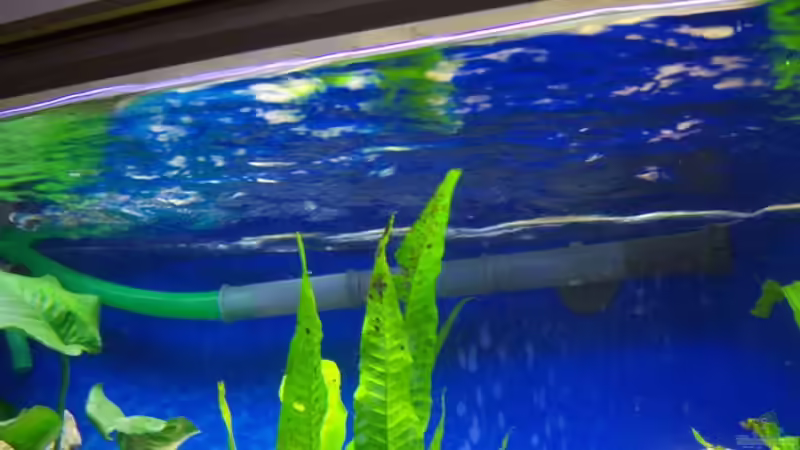 Ausströhmer von 47 Malawi (15)