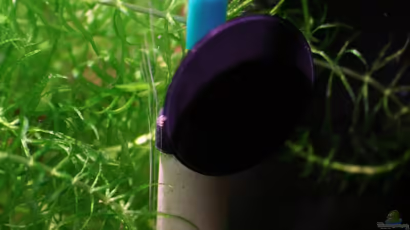 Ausströmer für CO2 aus Keramik. Die billigen zerfallen angeblich bei CO2 und setzen von vixen (15)