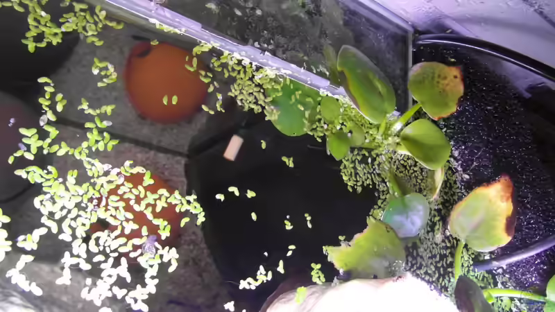 Ausströmer von Intershrimpview (2)