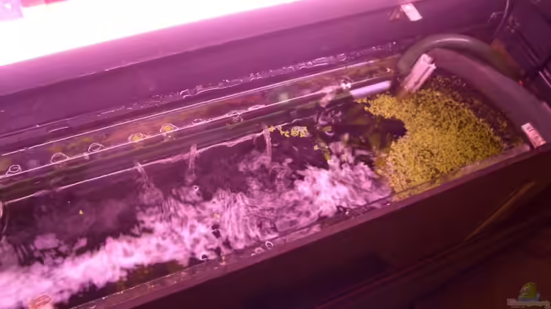 Ausströmerrohr über Gesamtelänge des Beckens von Thomas Zips (16)