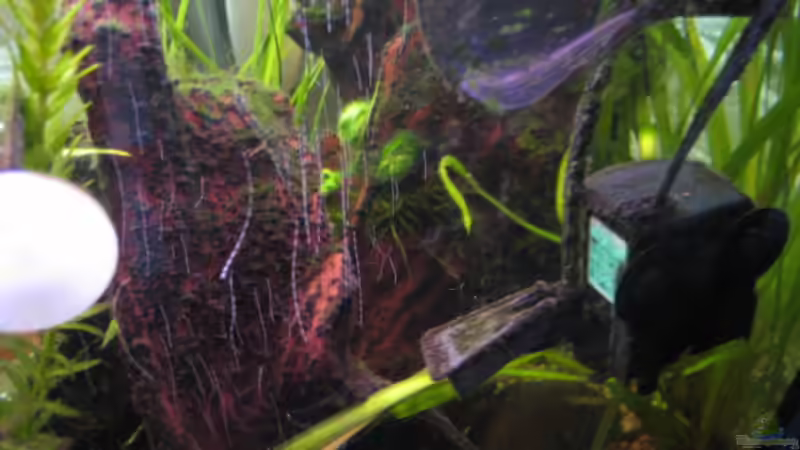 Ausströmungspumpe von malawigome (6)