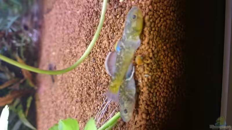 Australische Wüstengrundeln beim kuscheln... von rainbow2010 (26)