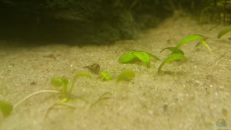 Australisches Zungenblatt von m.k.b.1983 (5)