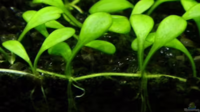 Australisches Zungenblatt von Skalar8705 (11)