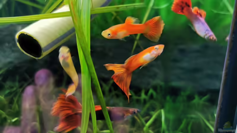 Auswahl meiner Poecillia reticulata männchen beim Wasserwechsel von David Schneider Aquaristik (42)