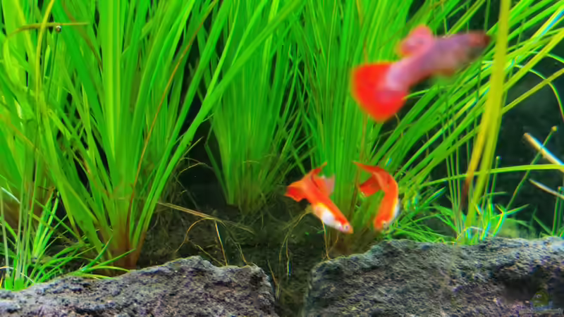 Auswahl meiner Poecillia reticulata männchen von David Schneider Aquaristik (38)