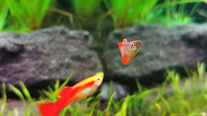 Auswahl meiner Poecillia reticulata männchen von David Schneider Aquaristik (39)