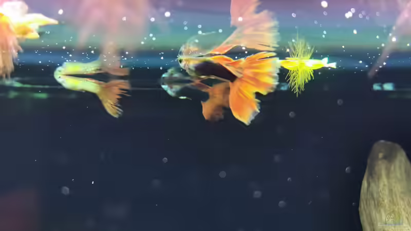 Auswahl meiner Poecillia reticulata männchen von David Schneider Aquaristik (40)