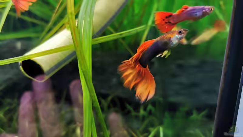 Auswahl meiner Poecillia reticulata männchen von David Schneider Aquaristik (43)