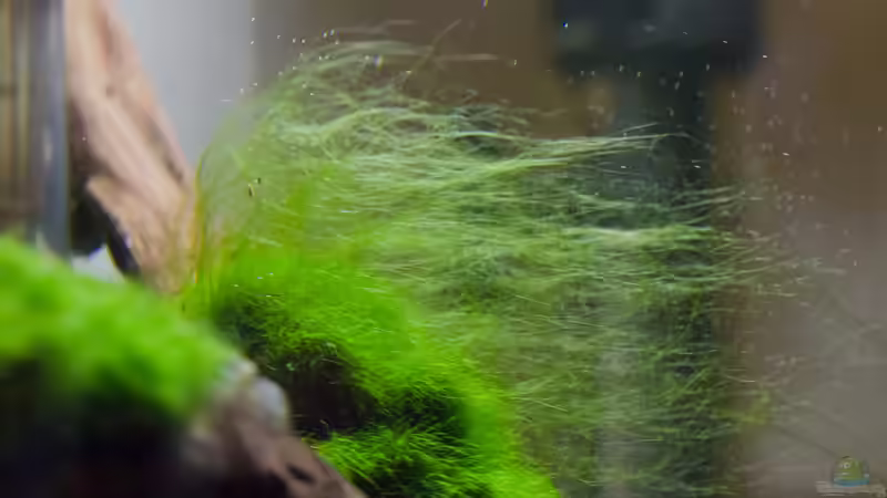 Auswuchernde Mooskugel von GoreSlayer (9)