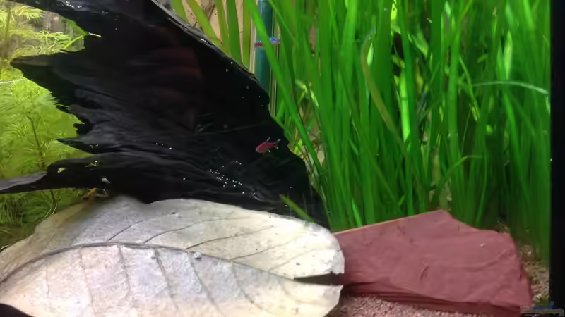 Axelrodia risei (Minifisch) von Svenja Zeidler (21)