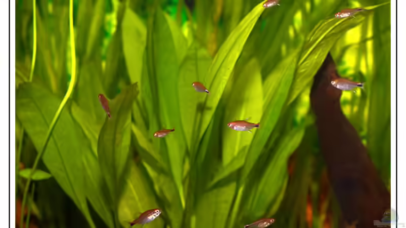 Axelrodia risei im Aquarium halten (Einrichtungsbeispiele für Erdbeersalmler)