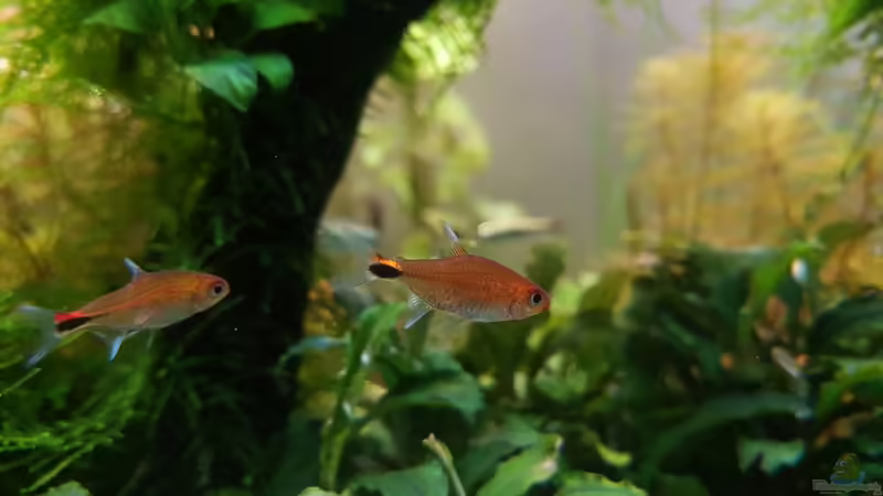 Axelrodia risei im Aquarium halten (Einrichtungsbeispiele für Erdbeersalmler)