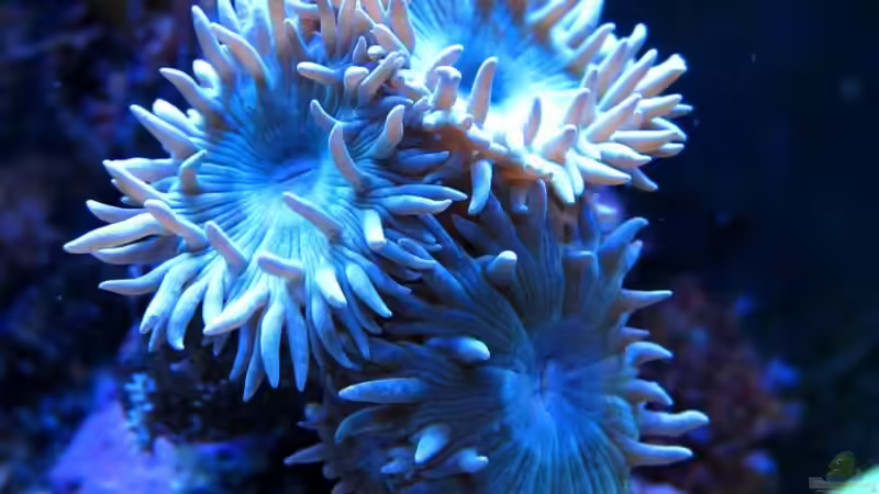 Axifuga von garnelenhunter (10)