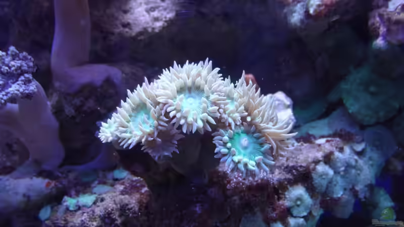 Axifuga von Seewasserpanscher (41)