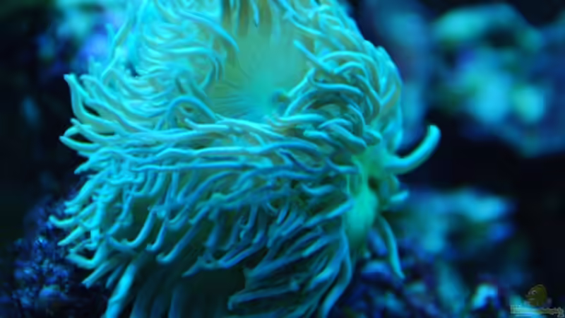 Axifugia von DaHeit1982 (22)