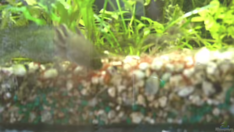 AXOLOT BEIM FUTTERN :o) von Emmy Bergmann (16)