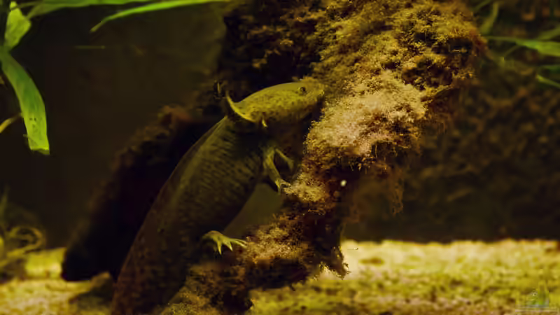 Axolotl: So groß müssen Höhlen und Verstecke sein