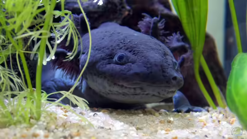 Axolotl: So groß müssen Höhlen und Verstecke sein
