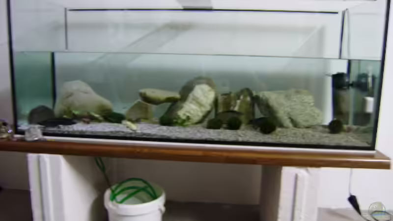 Axolotl Becken von Michael Glaser (1)