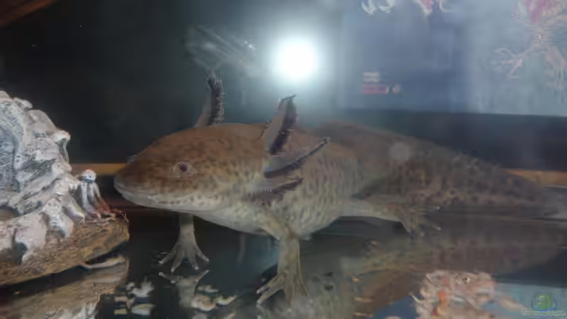 Axolotl vergesellschaften - Was wirklich funktioniert und was du unbedingt vermeiden solltest