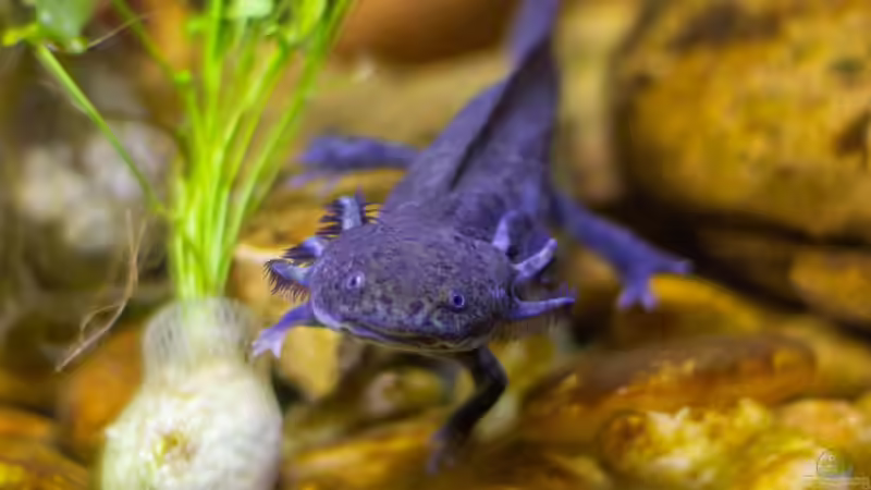 Axolotl züchten: Der umfassende Leitfaden für eine erfolgreiche Nachzucht