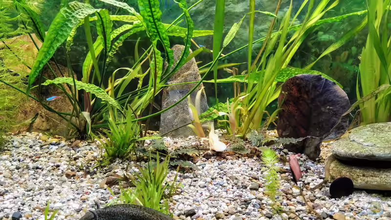 Axolotlbecken von jeaw70 (1)