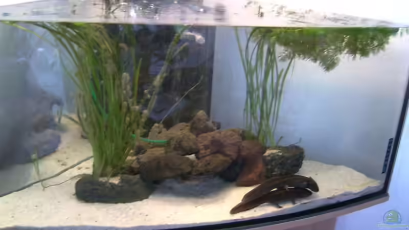 Axolottl AQ von Ronald Boshold (1)