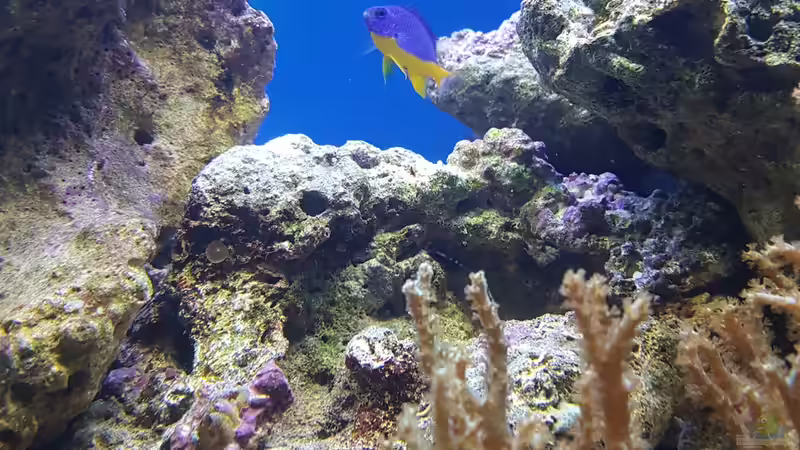 Azur Riffbarsch von Kai Heermann (26)