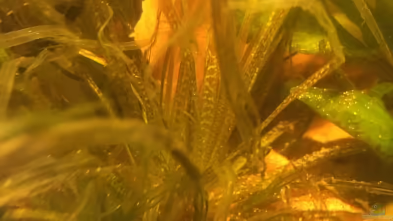 B. japonica in Schock (01.05.2018) von BaBa (5)