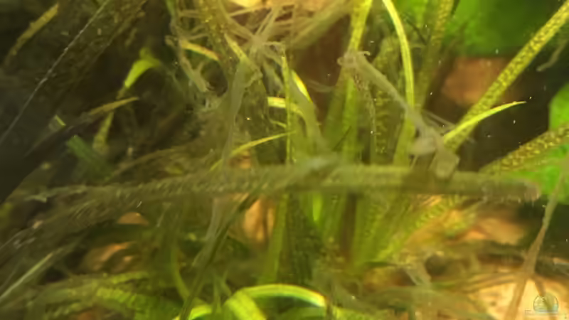 B. japonica treibt neu aus (04.05.2018) von BaBa (6)