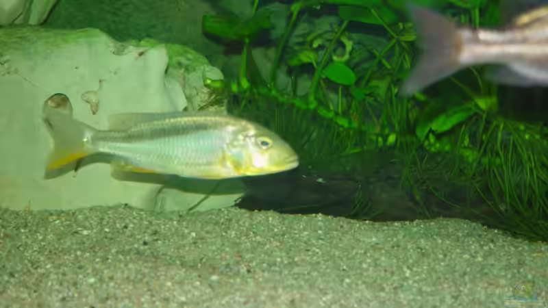 B. rohadesi 18cm  von Thomas Knecht (8)