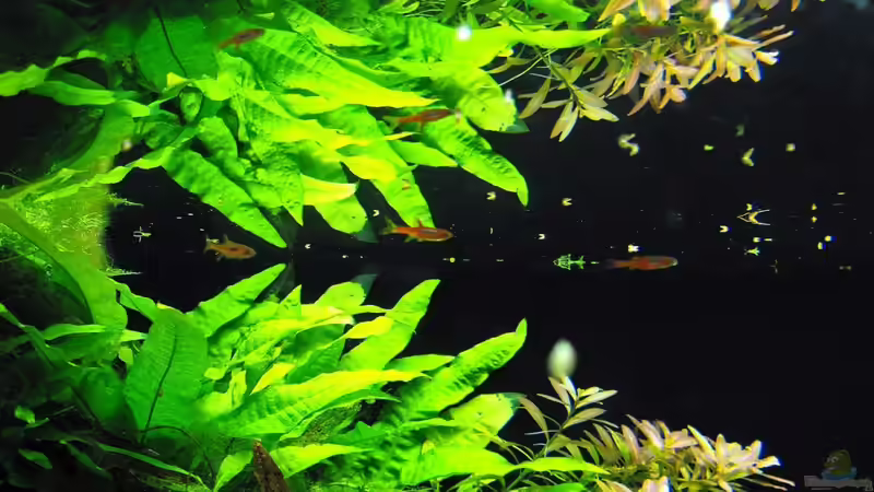 B.brigittae von -serok- (19)