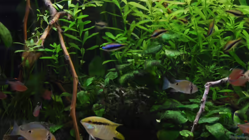 B.Cupido; M.Festivum;H.Erythrostigma und N.Palmeri von schmitzkatze (5)