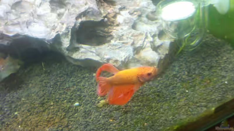 B.splendens Longtail von Daniel1975Saar (7)