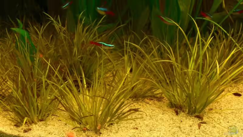 B70 von Lexterpower (7)