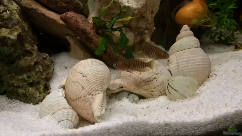 Babies in the house  von Dukes Aquaristikexperimente (17)