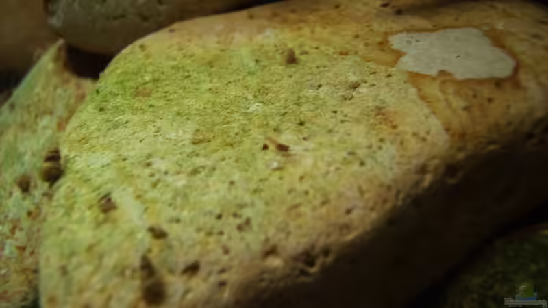 Baby 2 Tage alt! von Stefan Bischoff (16)