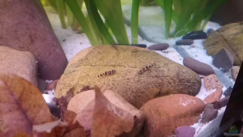 Baby Alarm von Miss Kasimir (37)