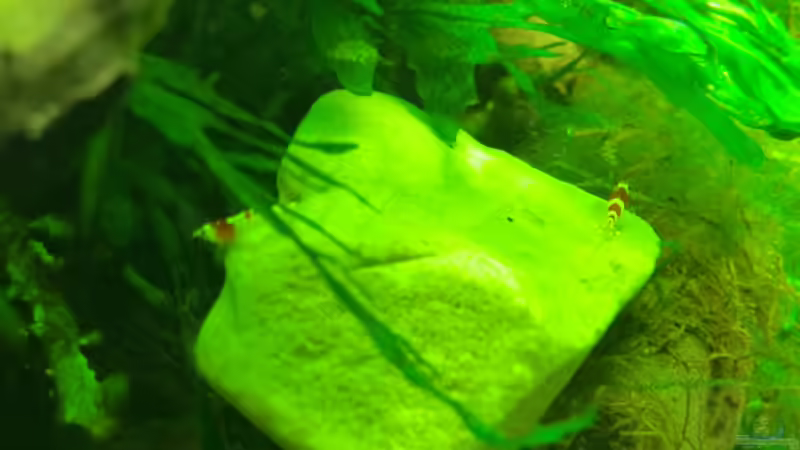 baby bees von Walde (124)