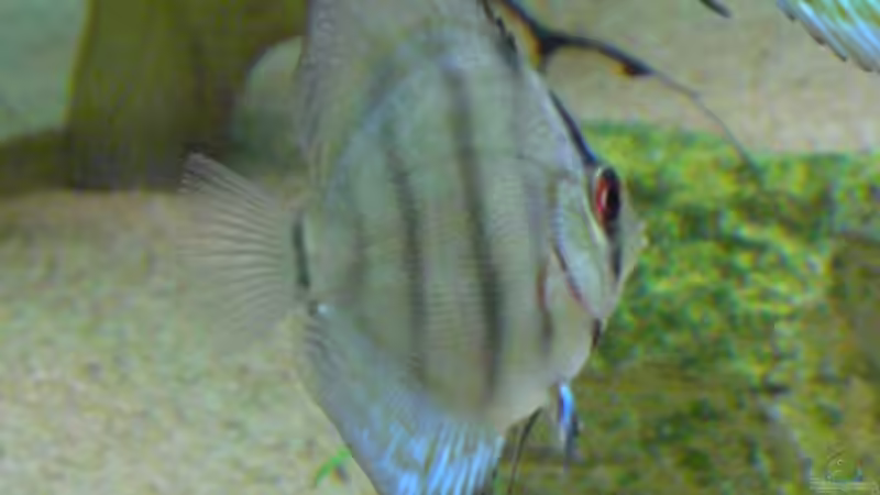 Baby Diskus von Eichi82 (22)