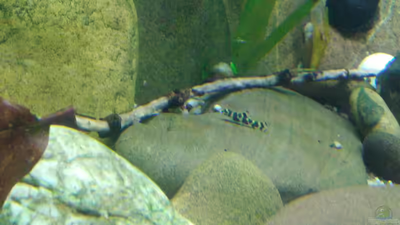 Baby Flössi von Miss Kasimir (40)