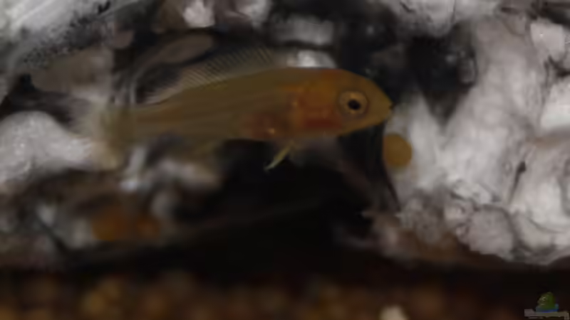 Baby Foto das nächste von JörgsMalawis (59)